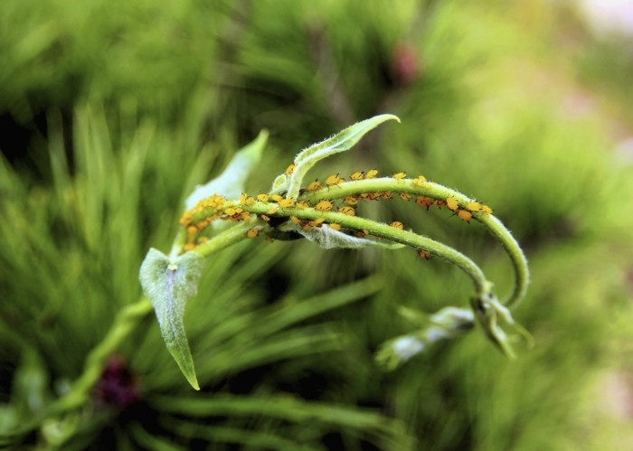 élénk színek, könnyen megjegyezhetők