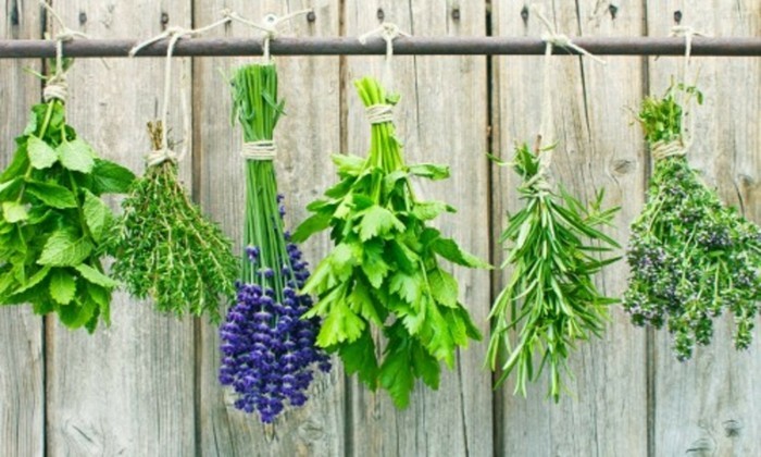 megengedett növények kártevők ellen