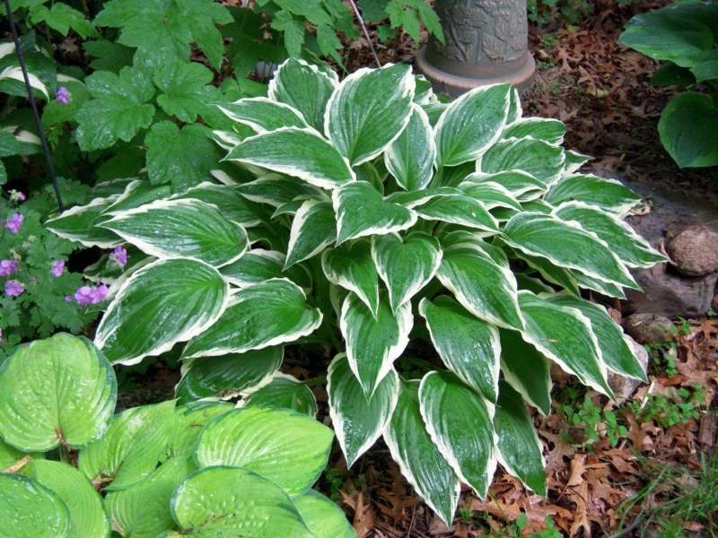 Hosta Hosta piante da ombra