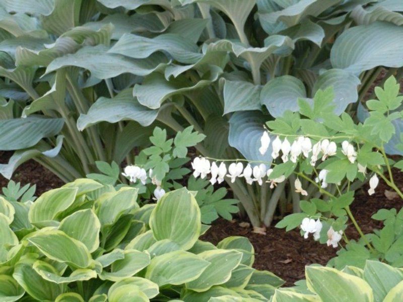 Piante da ombra Hosta specie di piante amanti dell'ombra hostas