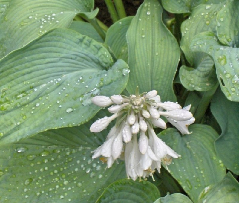 Hostas di piante da ombra Le hosta hanno fiori bianchi