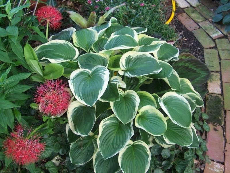 Piante che amano l'ombra di Hosta Hostas di piante da ombra