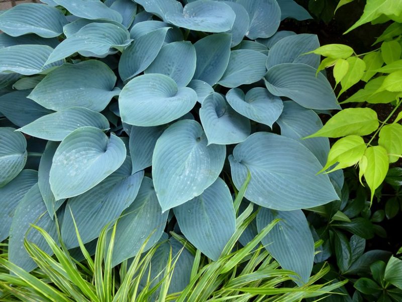 Hosta Hostas di piante da ombra
