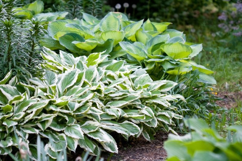 Hostas piante da ombra