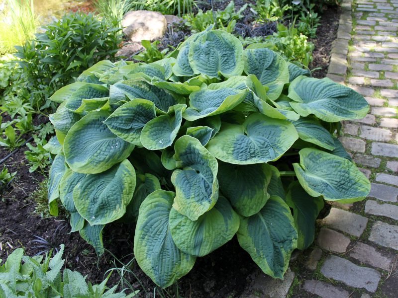 piante da ombra interessanti specie di piante amanti dell'ombra hostas