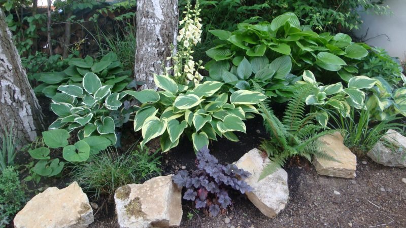 Piante da ombra con decorazione in pietra Hosta Decorazione in pietra funky