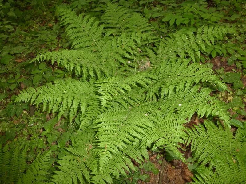 signora felce Ombra piante signora felce