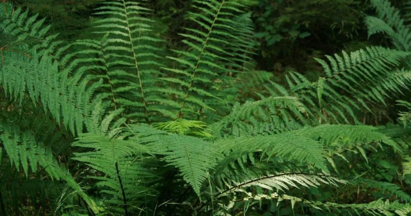 felce specie di piante amanti dell'ombra felce