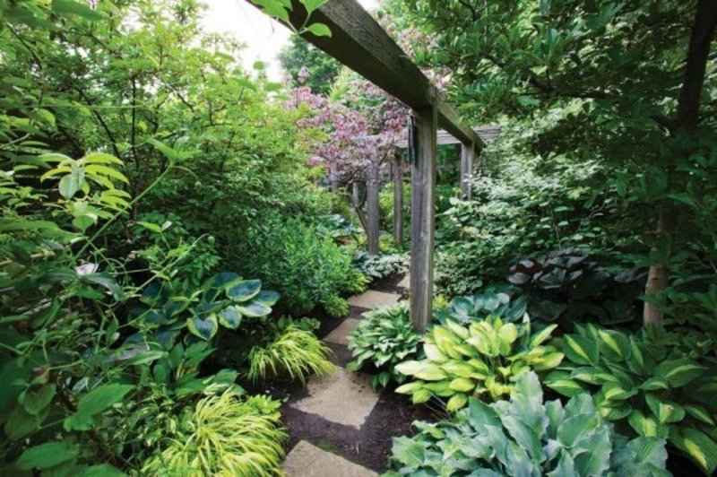 Progettazione del giardino delle piante da ombra specie di piante amanti dell'ombra
