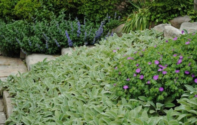 piantare le zone d'ombra del giardino piante da ombra