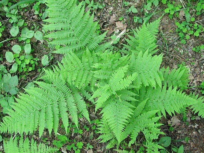 felce Piante da ombra design creativo del giardino