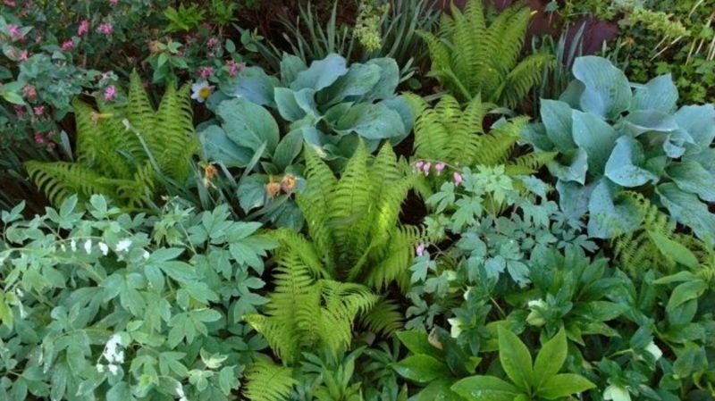 specie di piante amanti dell'ombra Felci di piante da ombra