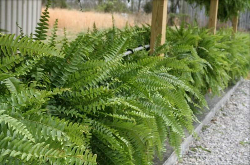 felci specie di piante amanti dell'ombra