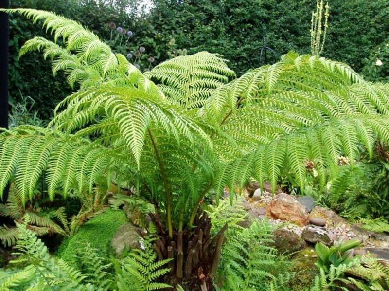 grande felce a forma di albero specie di piante amanti dell'ombra di grandi felci