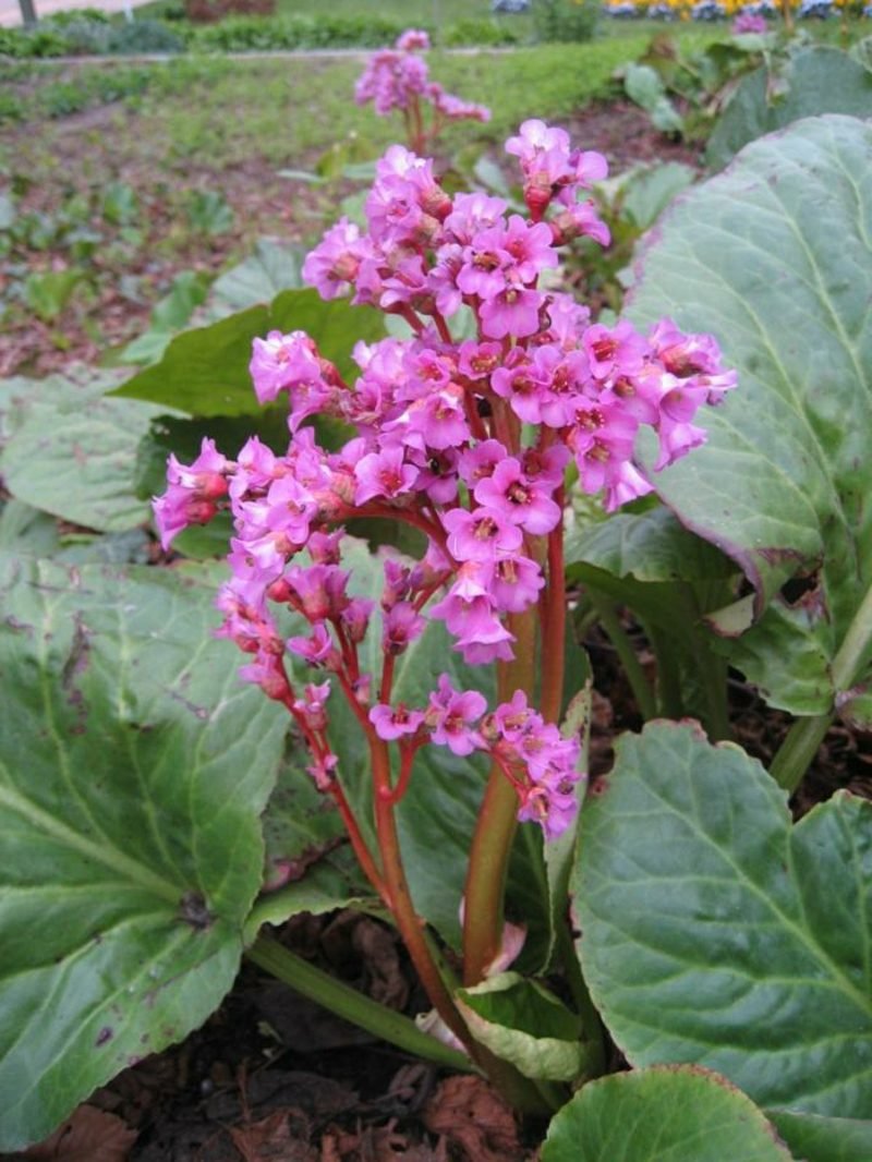 Bergenia fiori rosa piante amanti dell'ombra