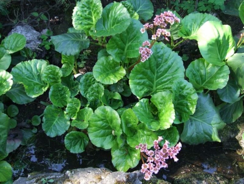 piante da ombra Bergenia con delicati fiori rosa