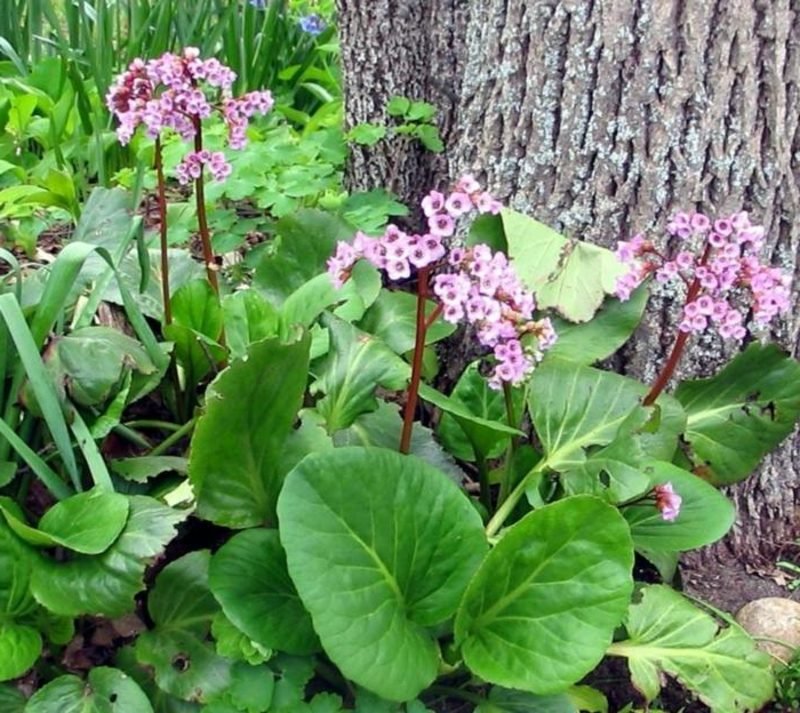 Bergenia Piante che amano l'ombra di Bergenia