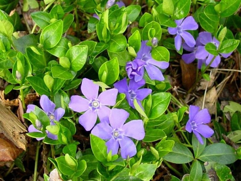 Vinca delicati fiori viola Vinca piante da ombra