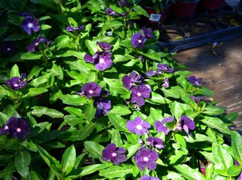 Piante sempreverdi da ombra Sempreverde