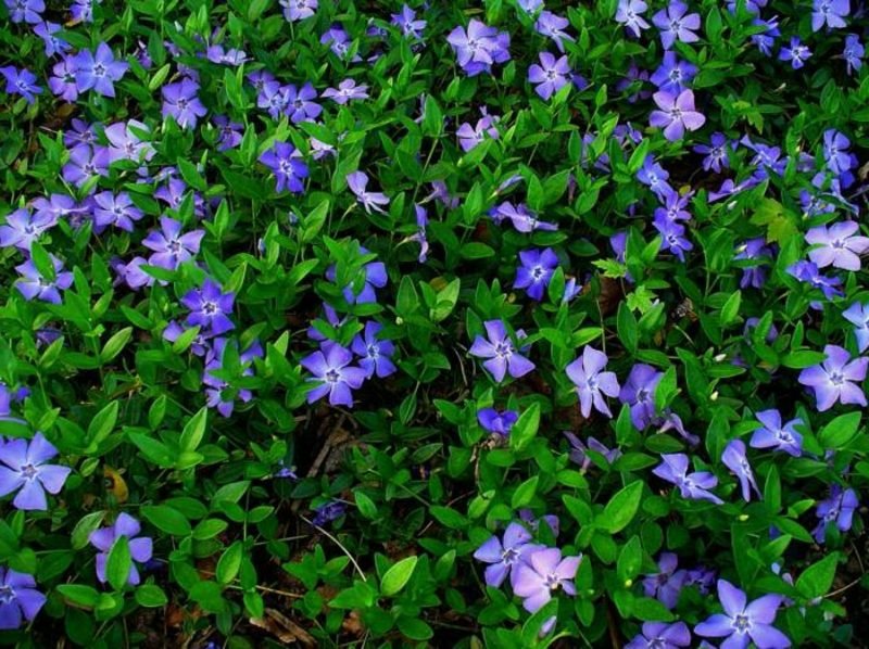 Copertura del terreno per piante da ombra sempreverdi Piante d'ombra Vinca