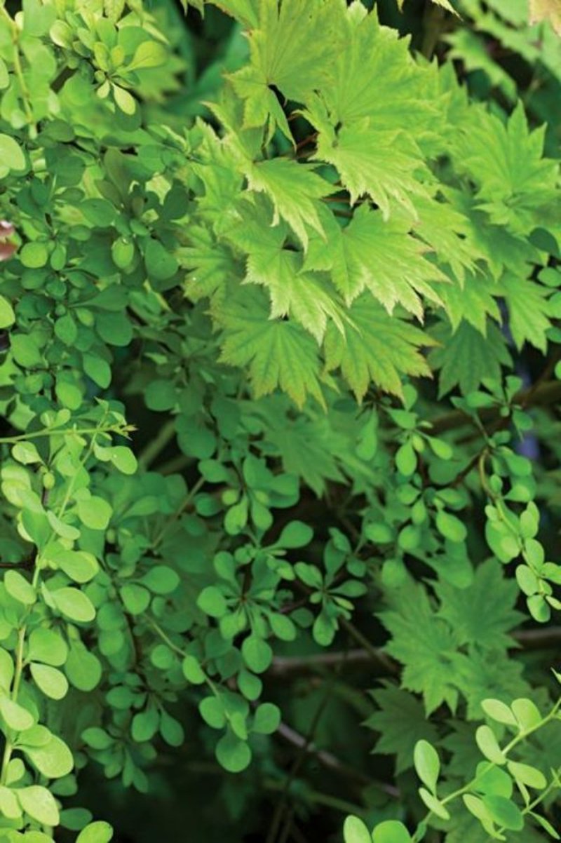 Specie di piante amanti dell'ombra per il design del giardino Progettazione creativa del giardino delle piante da ombra