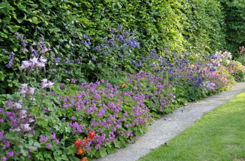 design creativo del giardino piante da ombra