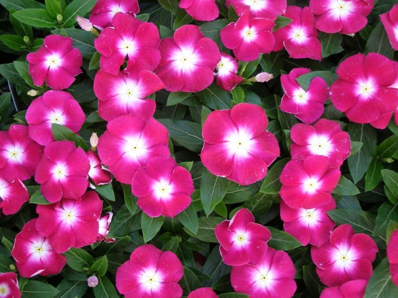 Sempreverde specie di piante amanti dell'ombra