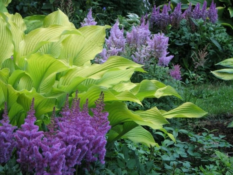 piante da ombra Splendido risparmio