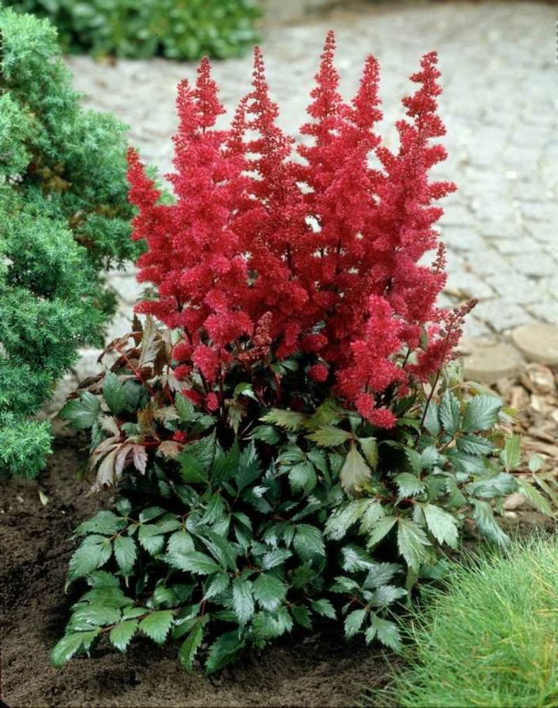Astilbe con fiori rossi Fiori magnifici