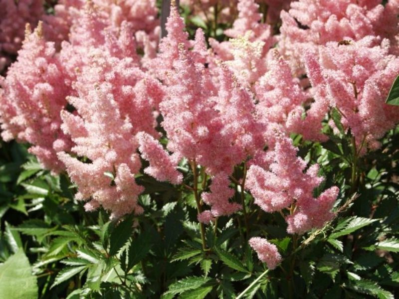 Piante da ombra astilbe Splendidi fiori rosa