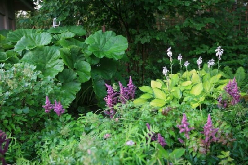 Splendido risparmio piante amanti dell'ombra