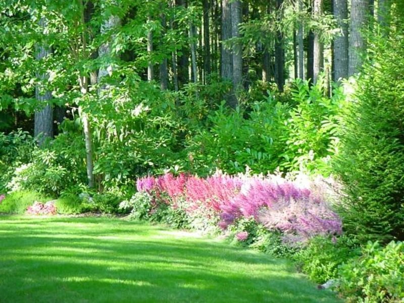 Astilbe Piante da ombra, splendidi passeri