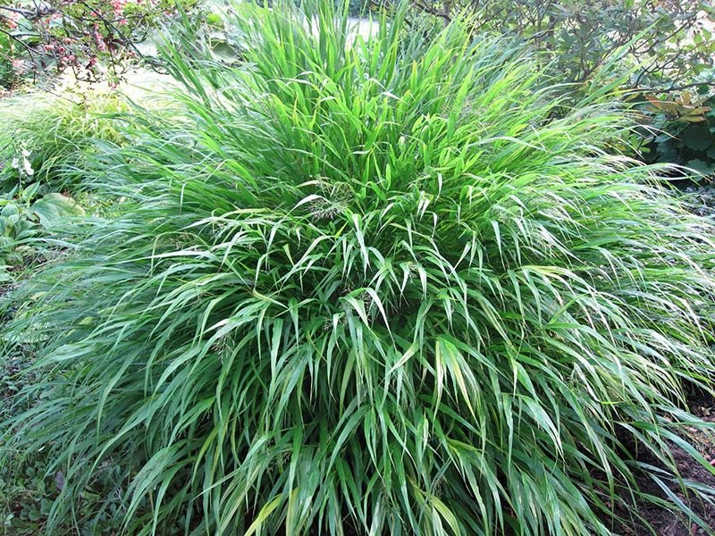 Barba di serpente giapponese piante da ombra