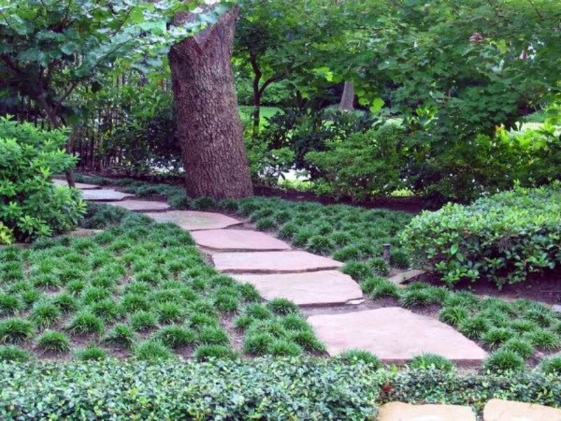 Barba di serpente giapponese come copertura del terreno specie di piante amanti dell'ombra