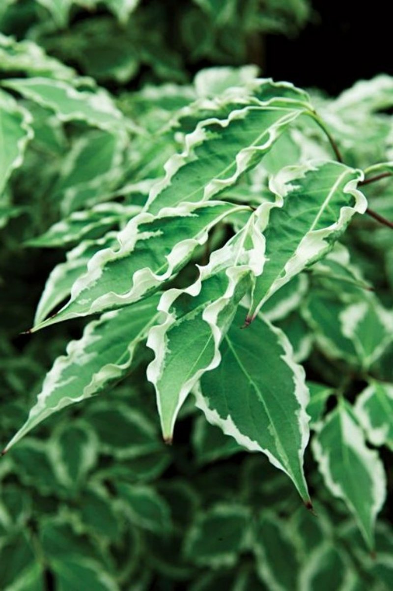 Progettazione del giardino piante da ombra