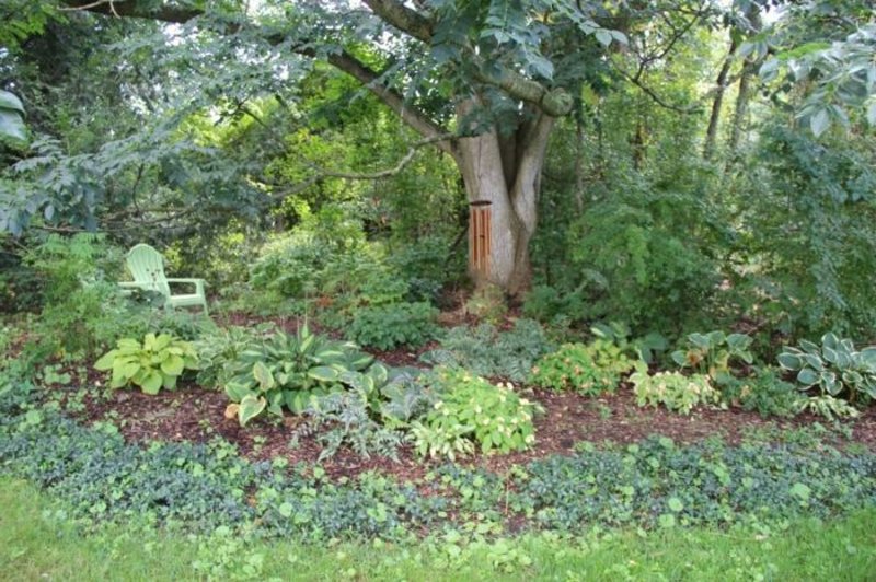 piantare le zone d'ombra del giardino piante amanti dell'ombra