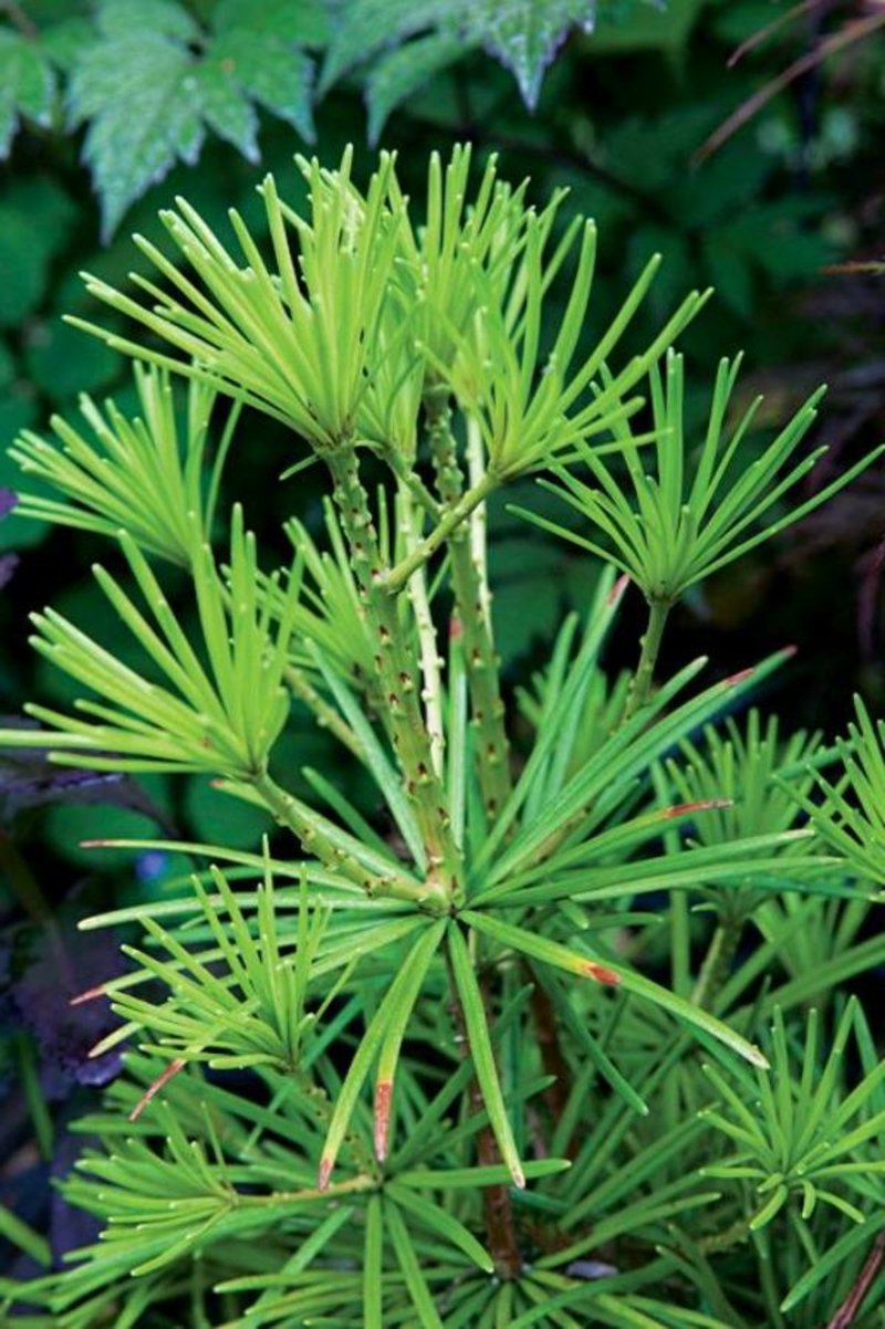 piante da ombra specie di piante amanti dell'ombra