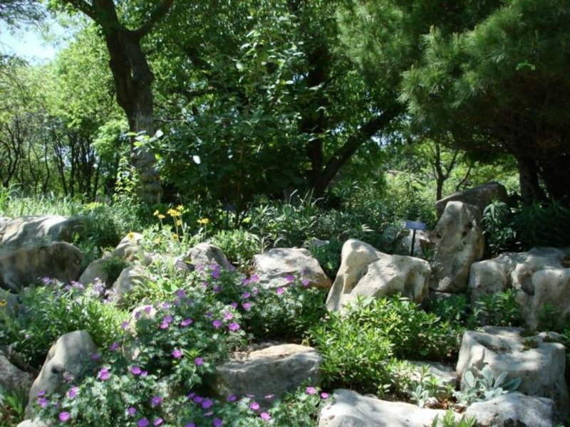 piante da ombra trasforma il giardino in un'oasi verde
