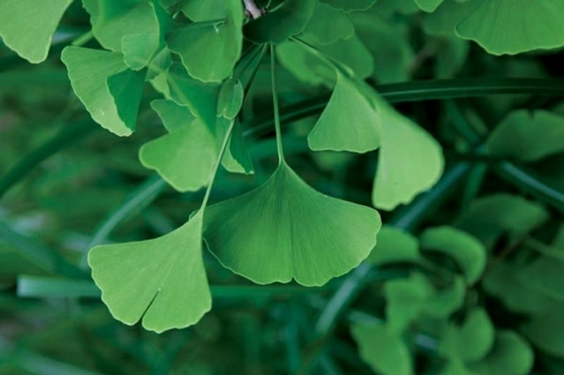 specie di piante amanti dell'ombra Ginkgo biloba piante da ombra