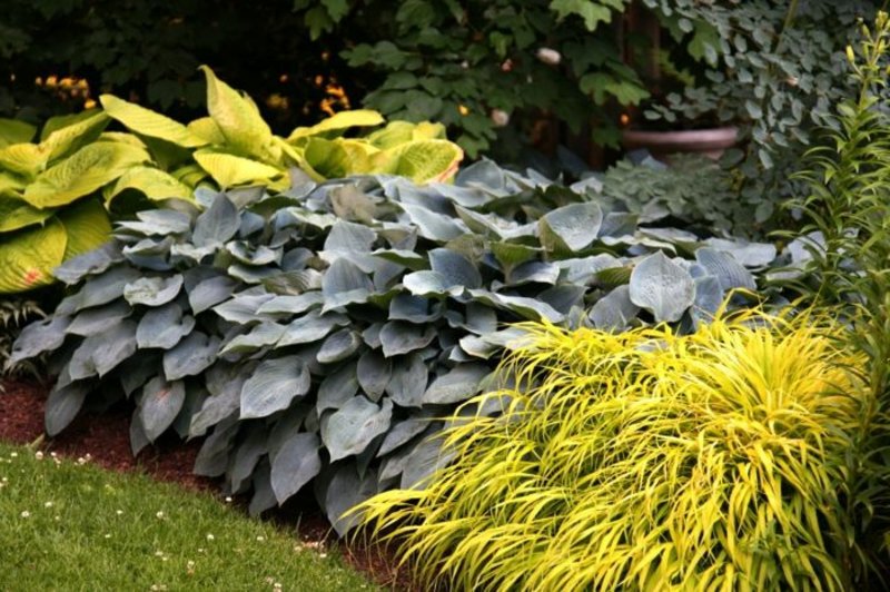 piante da ombra interessanti Idee di piante da ombra per il design del giardino