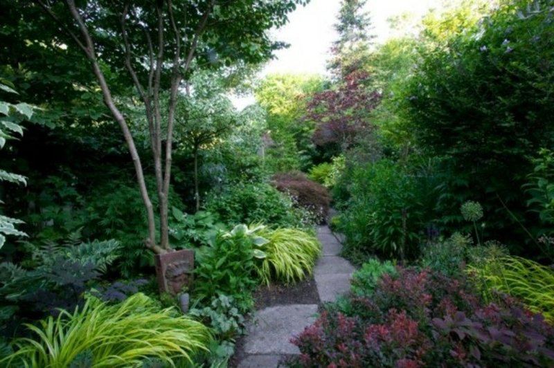 piante da ombra diverse design del giardino delle specie vegetali che amano l'ombra