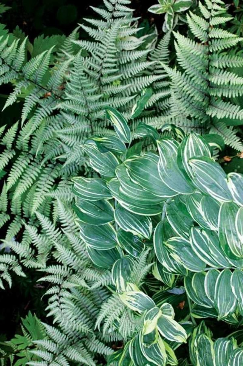 Felci piante da ombra piante da ombra