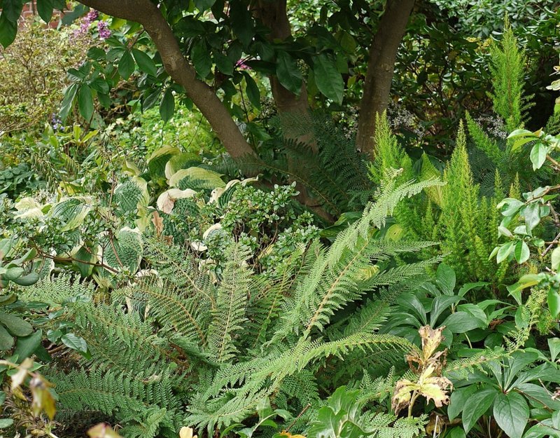 piante da ombra piantare le zone d'ombra in giardino