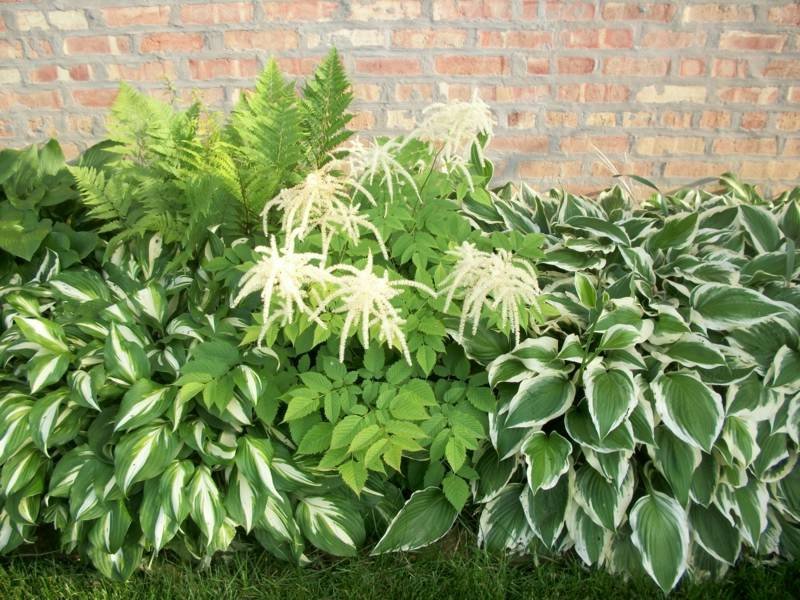 piante da ombra Specie di piante amanti dell'ombra per il design del giardino