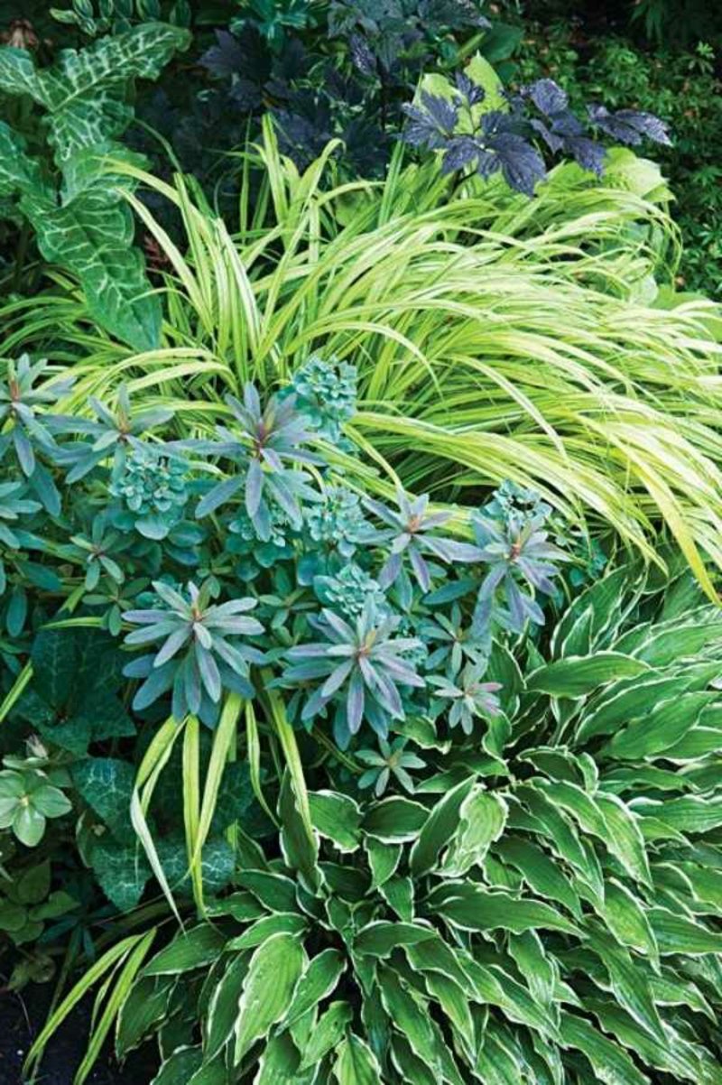 piante amanti dell'ombra Progettazione del giardino delle piante da ombra