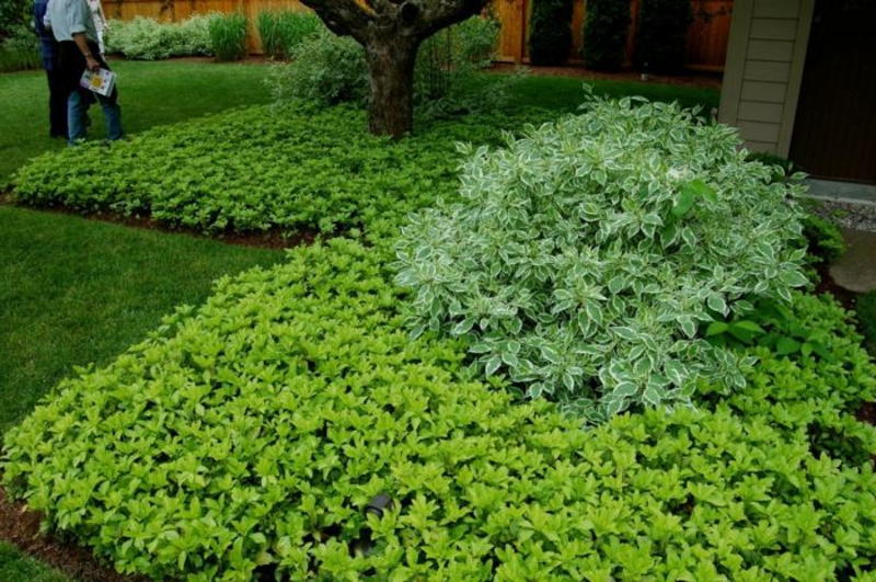 specie di piante amanti dell'ombra Progettazione del giardino delle piante da ombra