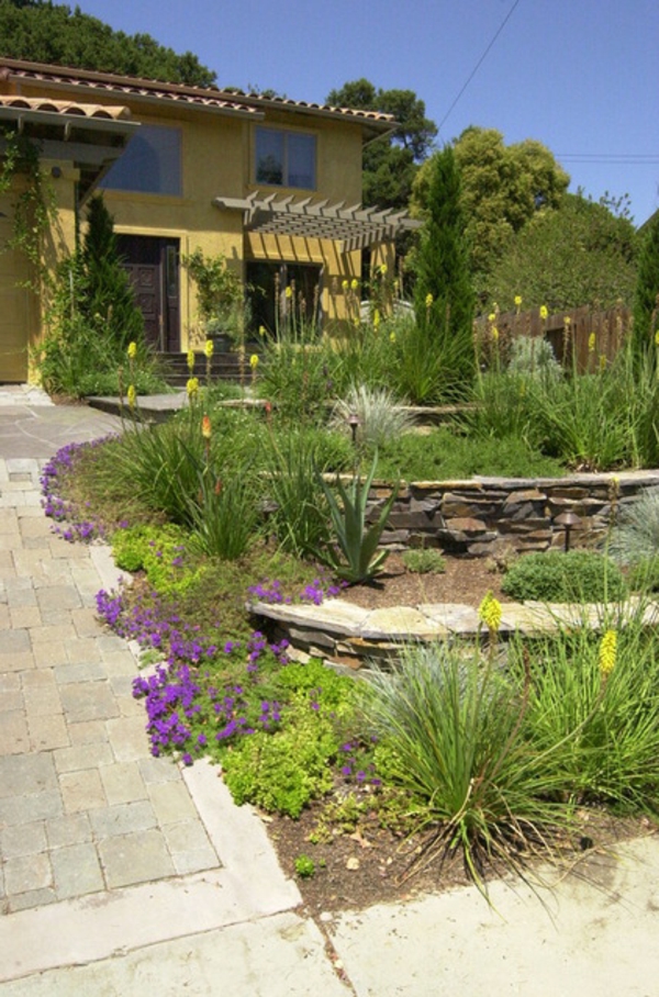 attraenti piante da atrio fiori erba viola