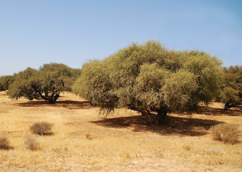 Arganier Maroc