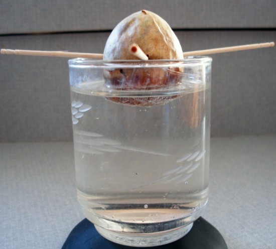 Növelje avokádót Növelje saját avokádóját