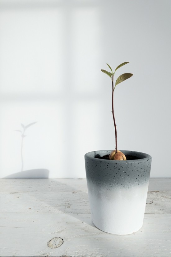 Ültetés avokádó balum nő avokádó